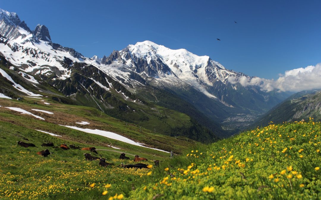 Pour la reconnaissance des droits de la Nature